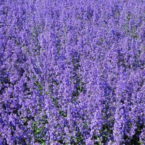 Nepeta racemosa 'Walker's Low' ---